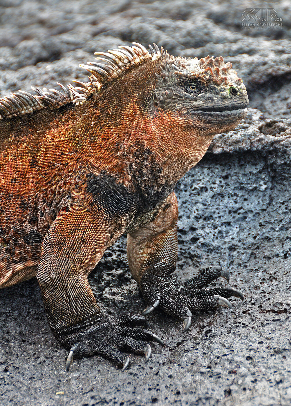 Galapagos - Isabela - Marine iguana The marine iguanas (amblyrhynchus cristatus)  are unique because they live and forage in the sea and eat seaweed and algae but they need the sun and the rocks to warm up after a dive. Stefan Cruysberghs